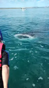 Fun Fishing La Paz (56)