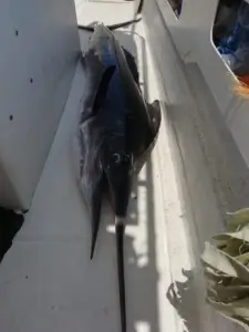 Fun Fishing La Paz (88)